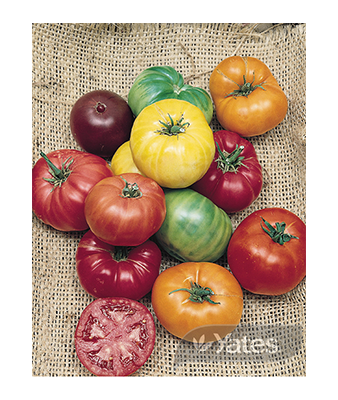 Tomato Heirloom Product