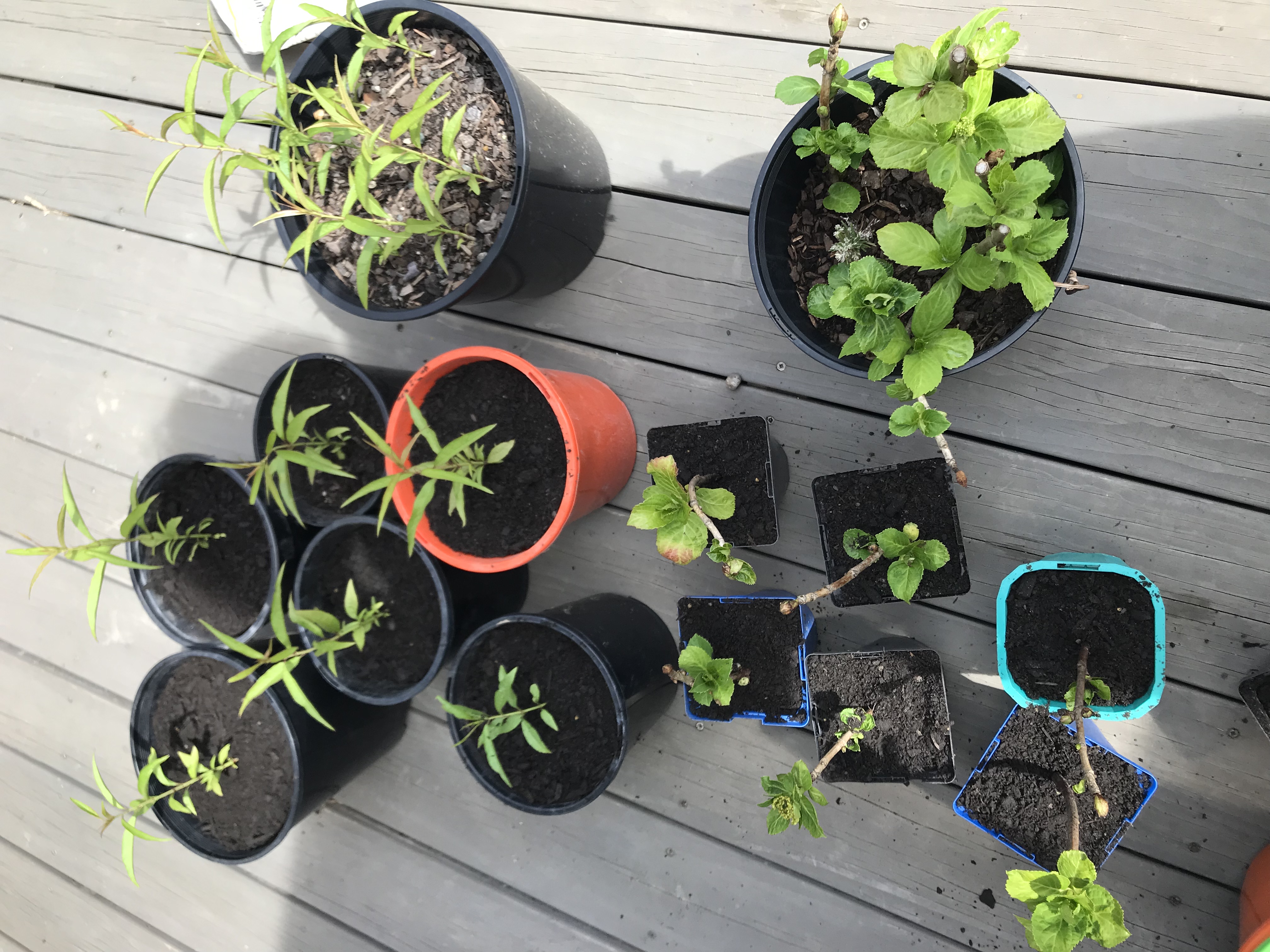 Potting up cuttings and peach trees