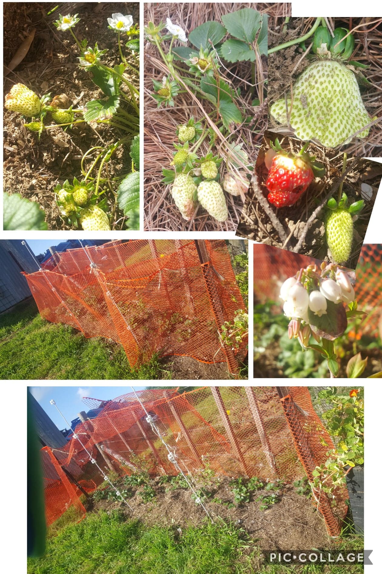 It's a berry nice day