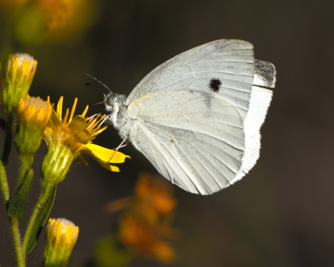 Cabbage White Butterfly