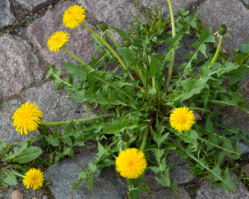 Dandelion, Hawkbit, Catsear & Hawksbeard