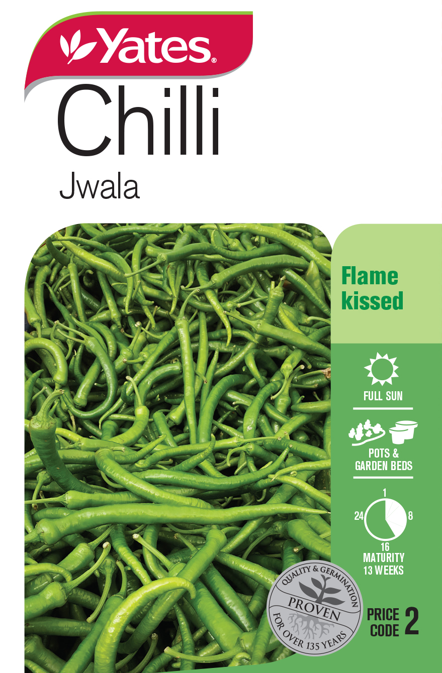 Chilli 'Jwala'