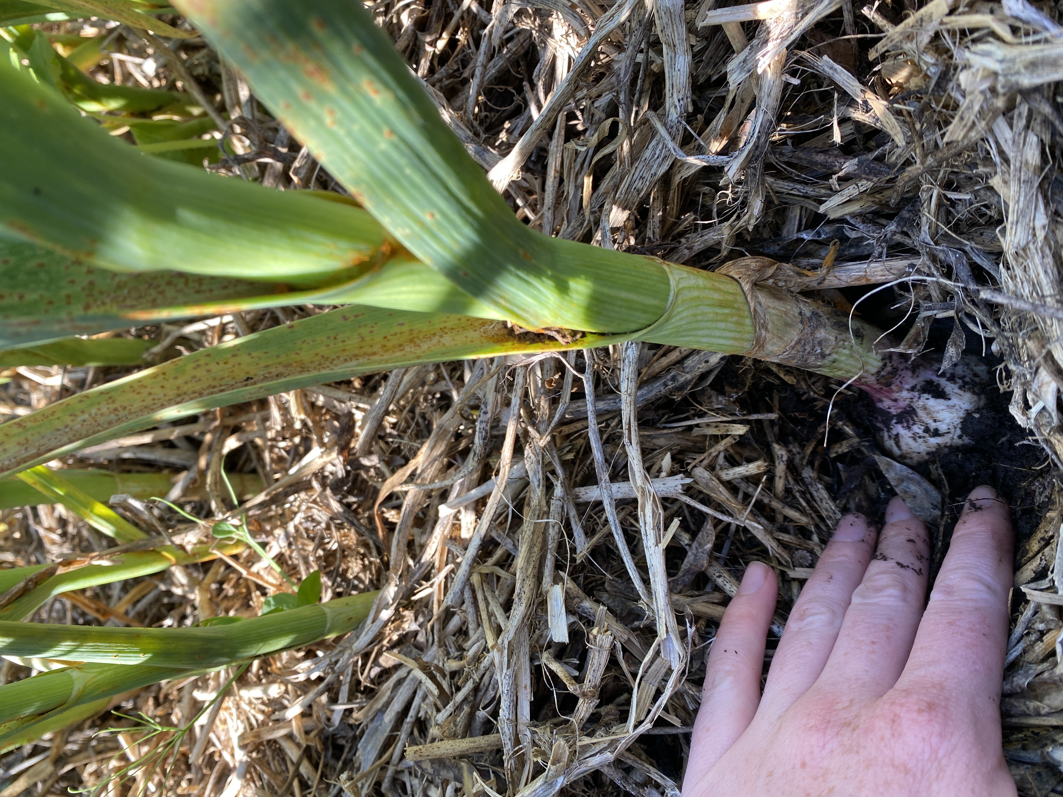 Don’t water from above