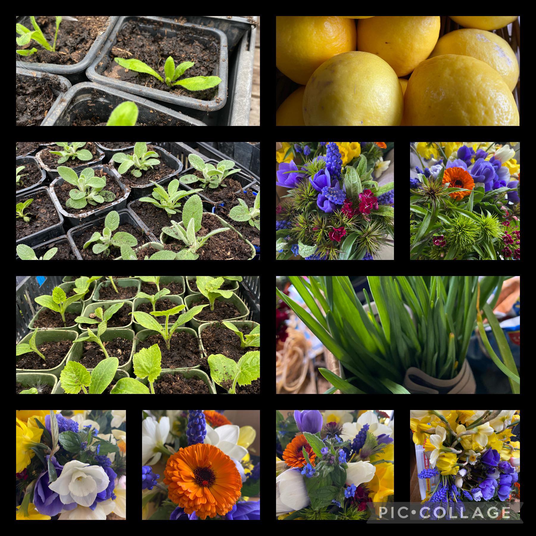 A sad day for flower growers 