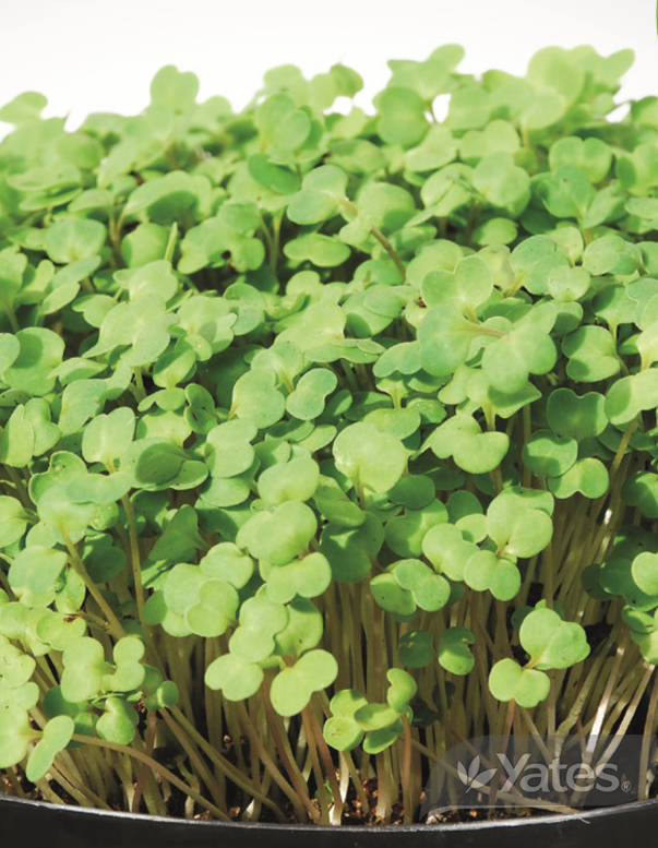 Yates Microgreens Rocket Emeralds Product