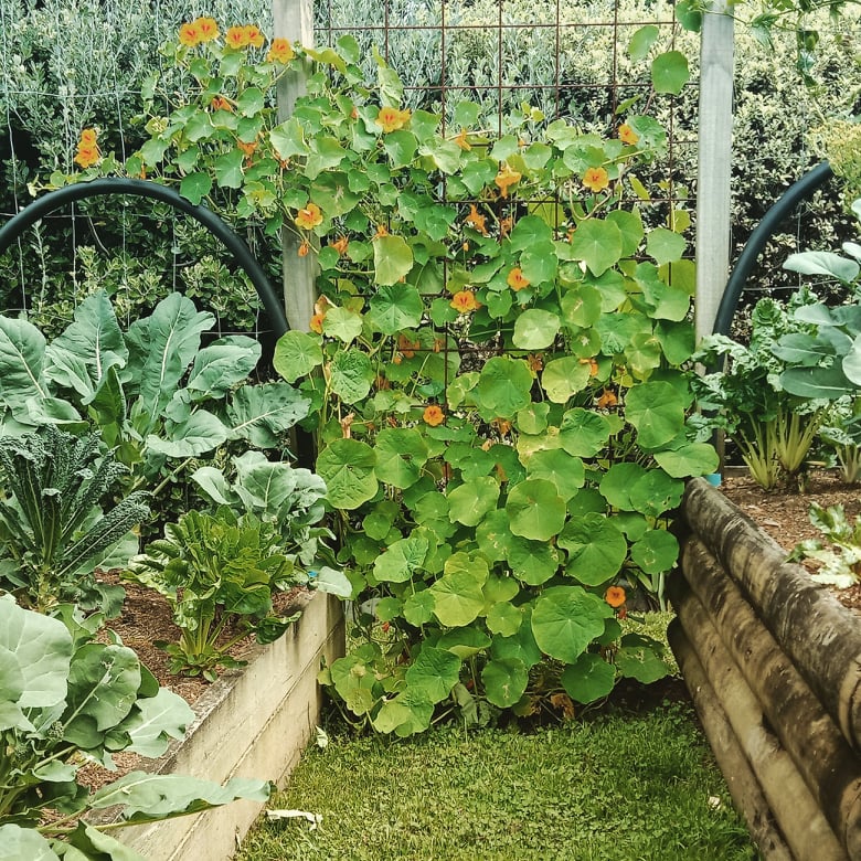 Nasturtium Love