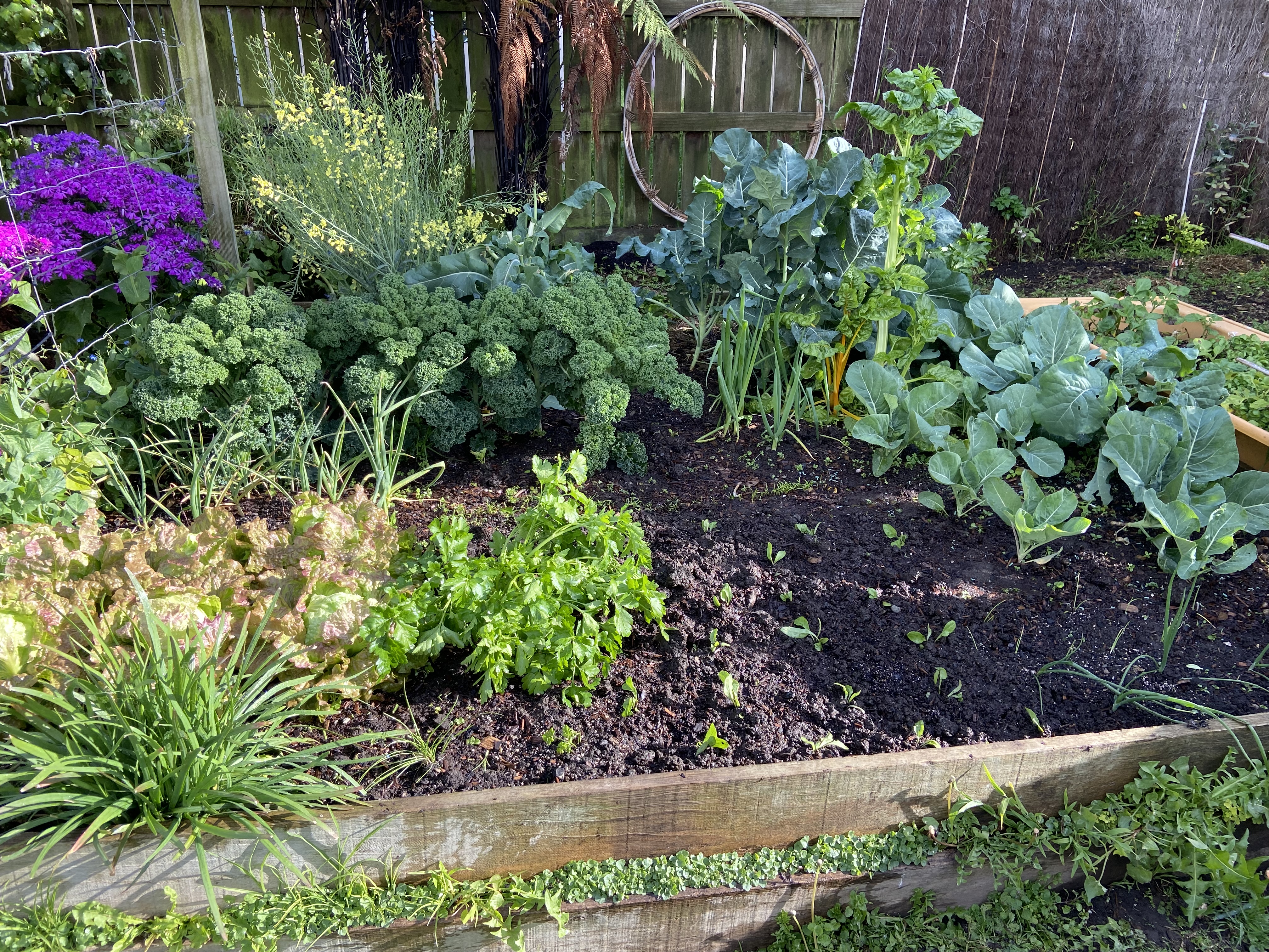 Veggie garden #1