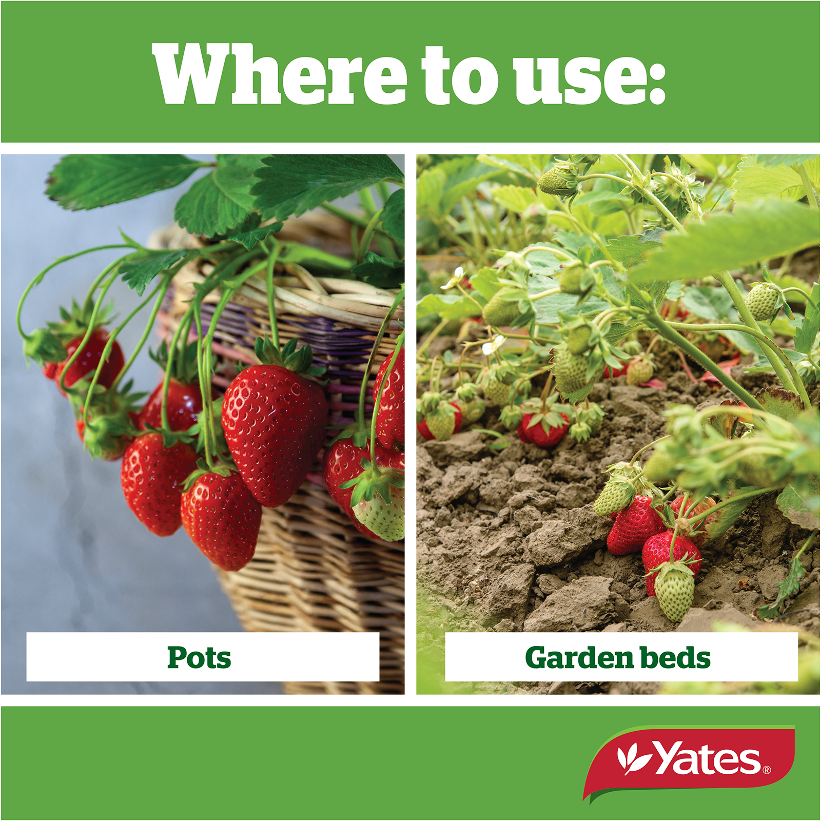 Yates Strawberry Liquid V1 02