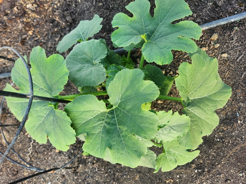 Wrong Plant, Perfect Experiment!