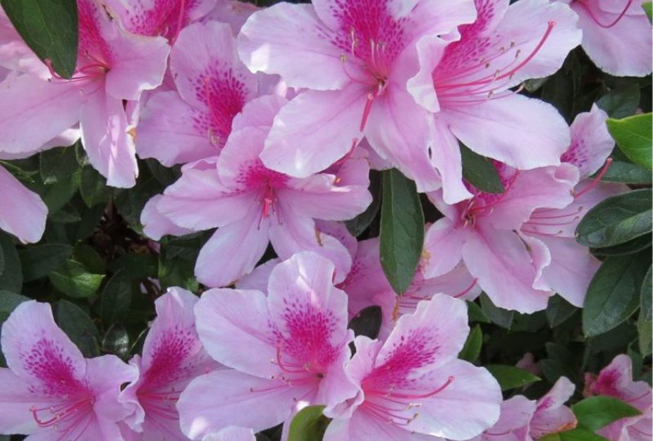 How to grow azalea Yates