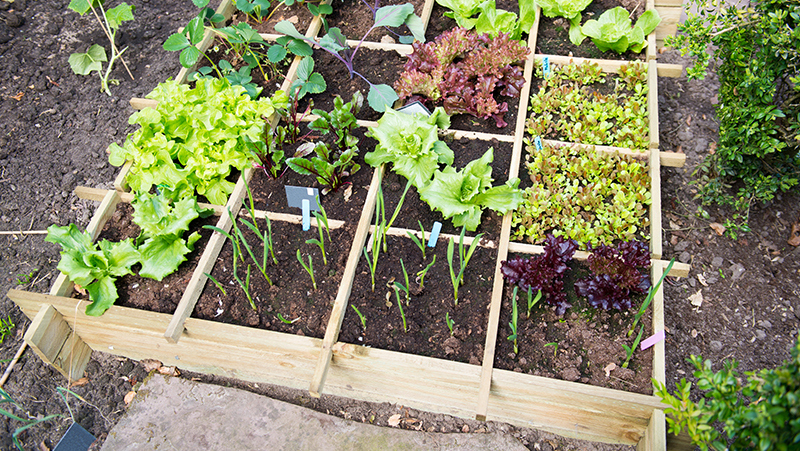 Aotearoa Books  Vege Patch from Scratch