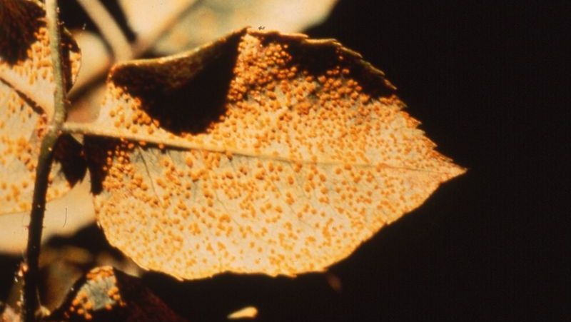 autumn-fungal-diseases_1555465718098
