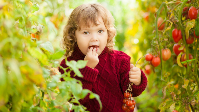 cherry-tomato-fun-for-kids_1575962014430