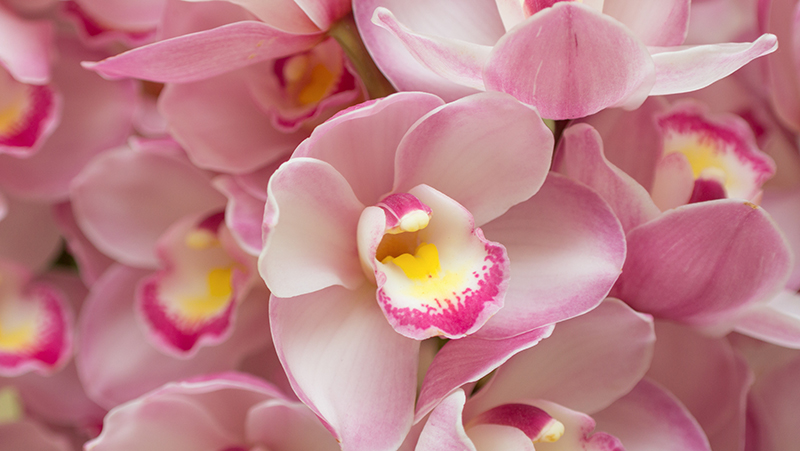 getting-your-cymbidium-orchid-to-flower_1551160357168