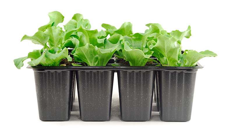 growing-vegetables-in-containers_1566200301338