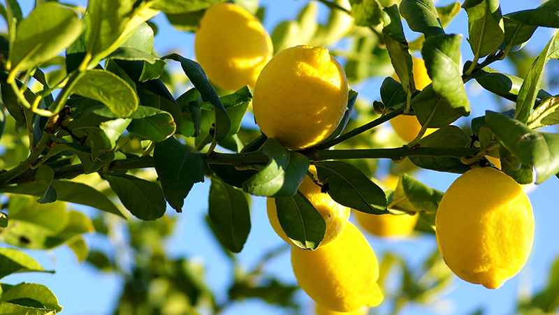 how-to-grow-fresh-citrus_1551833958557