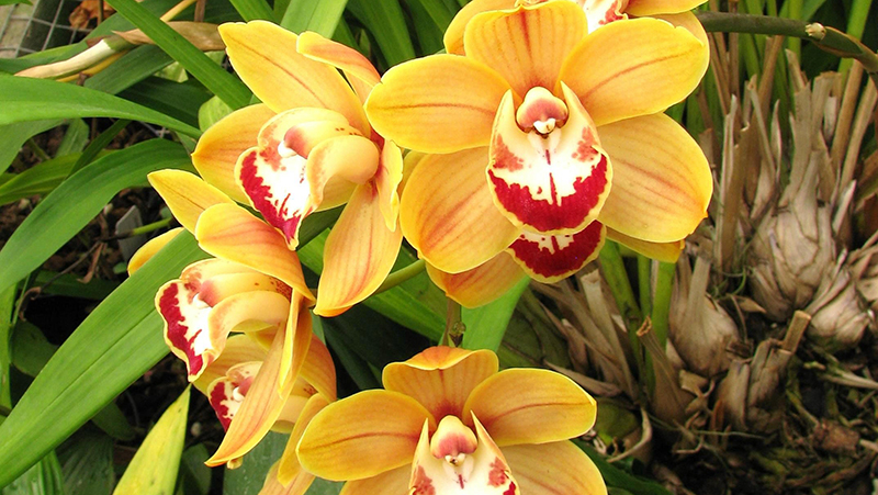 how-to-re-pot-orchids_1565057357912