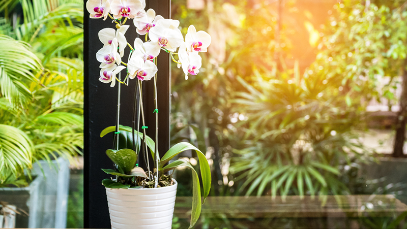 how-to-re-pot-orchids_1565057366083