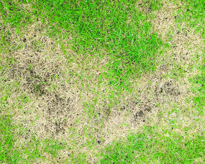 Lawn - Leaf Spot / Melting Out