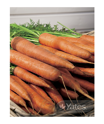 Carrot Majestic Red Product