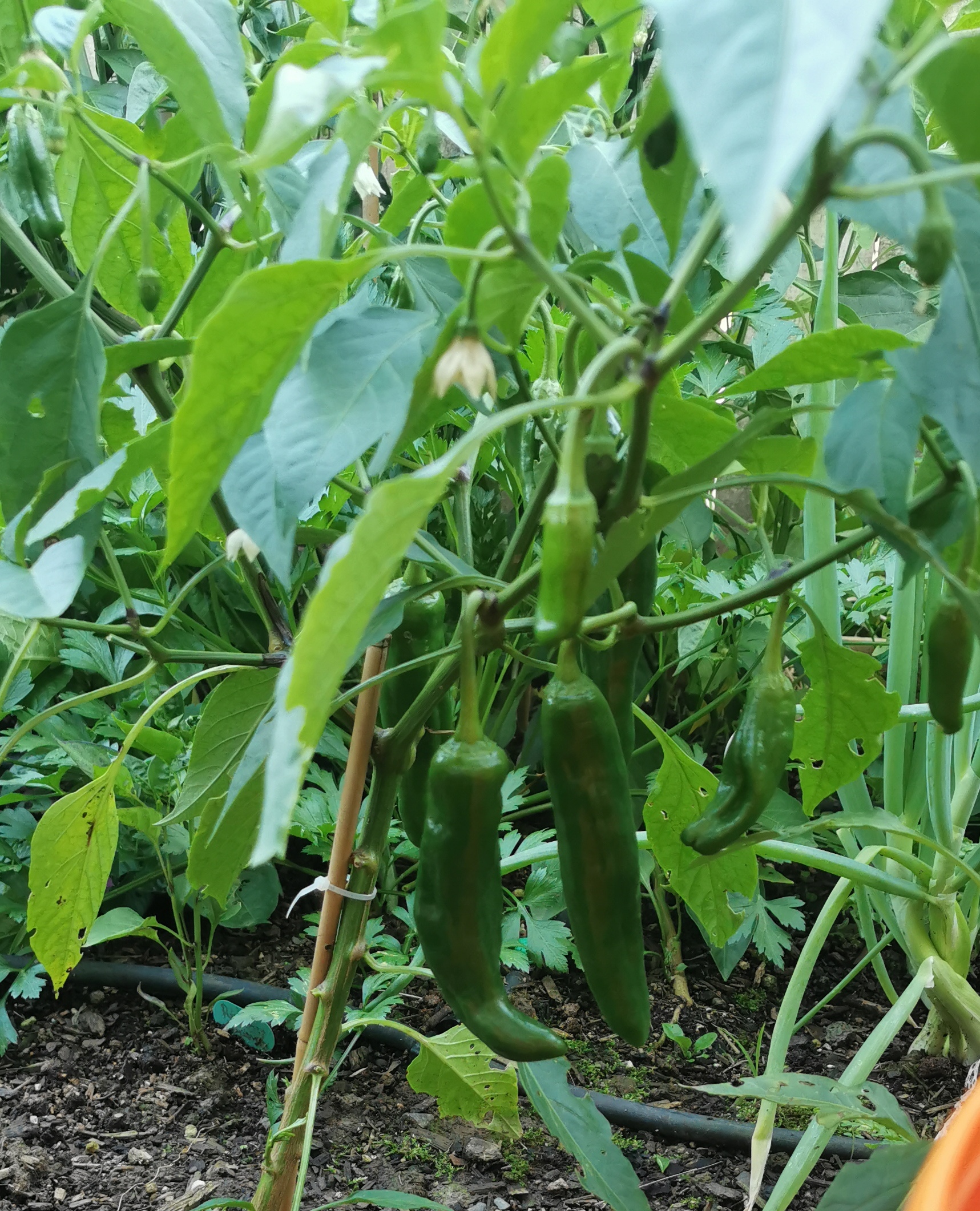 Anaheim Chilli, a little more.. 