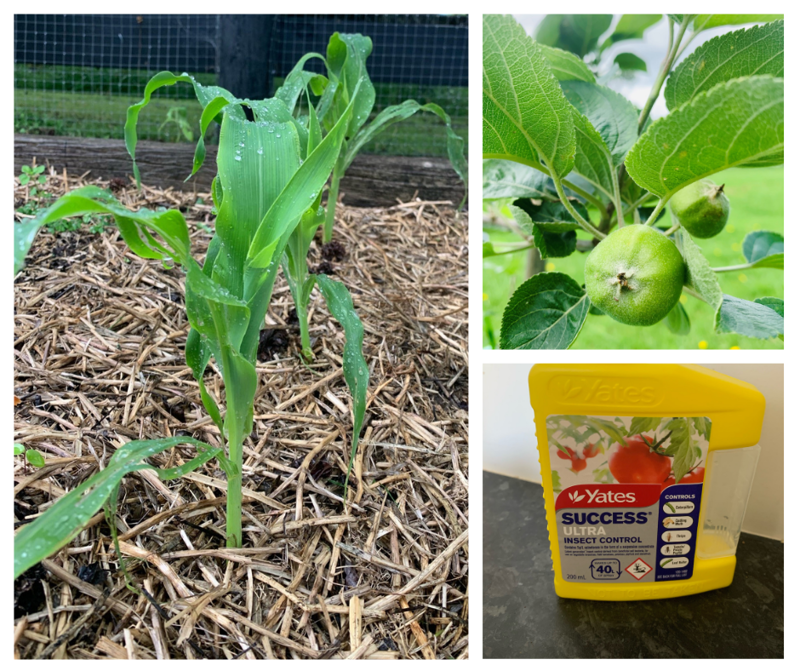 Growing the Edible Backyard