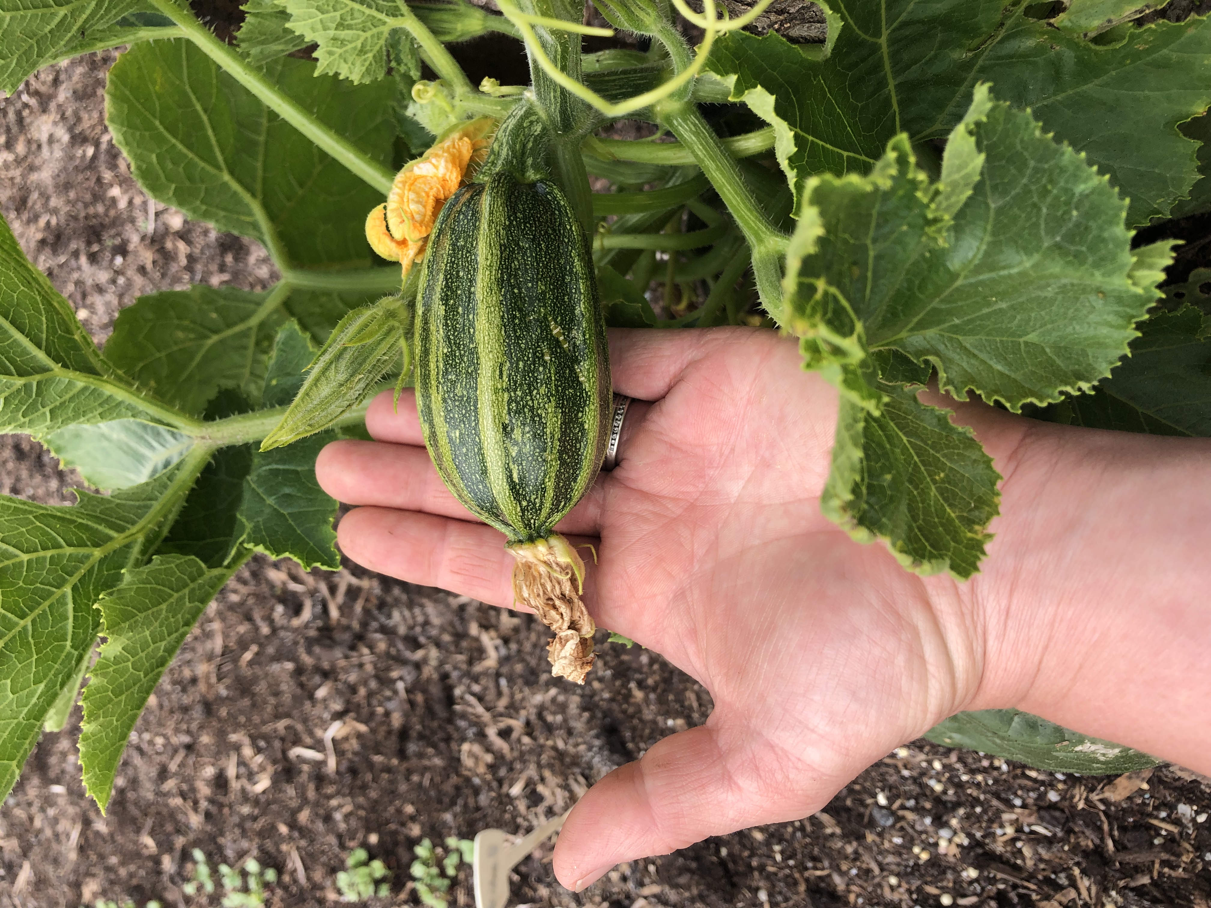 Advice please wise gardeners