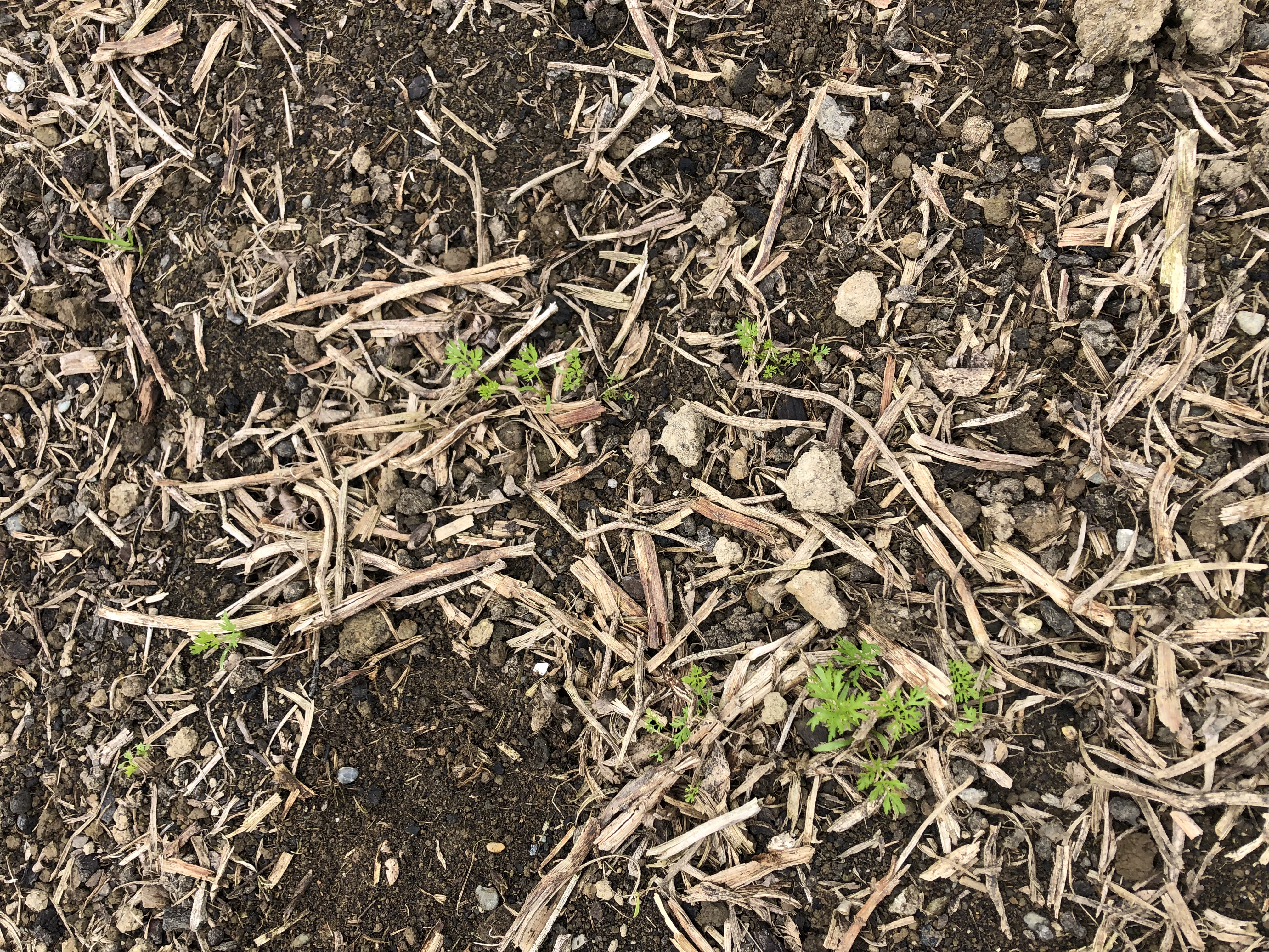 Grow carrots, grow!