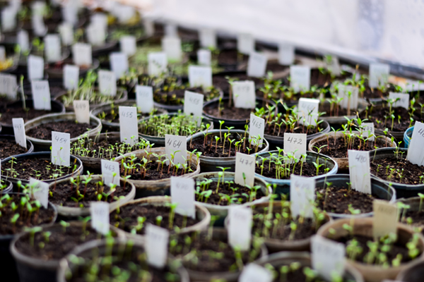 Hybrid Breeding Trials 2