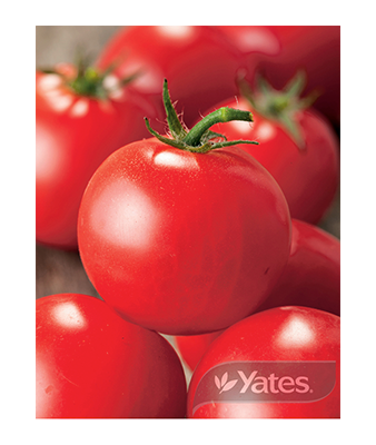 Tomato Black Krim Organic Product