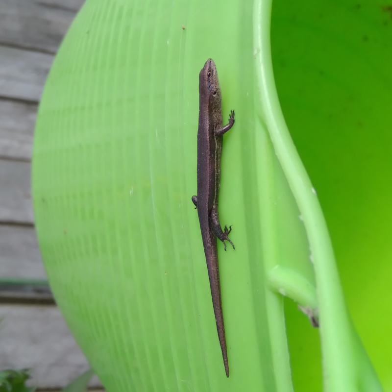 Saving Skinks...