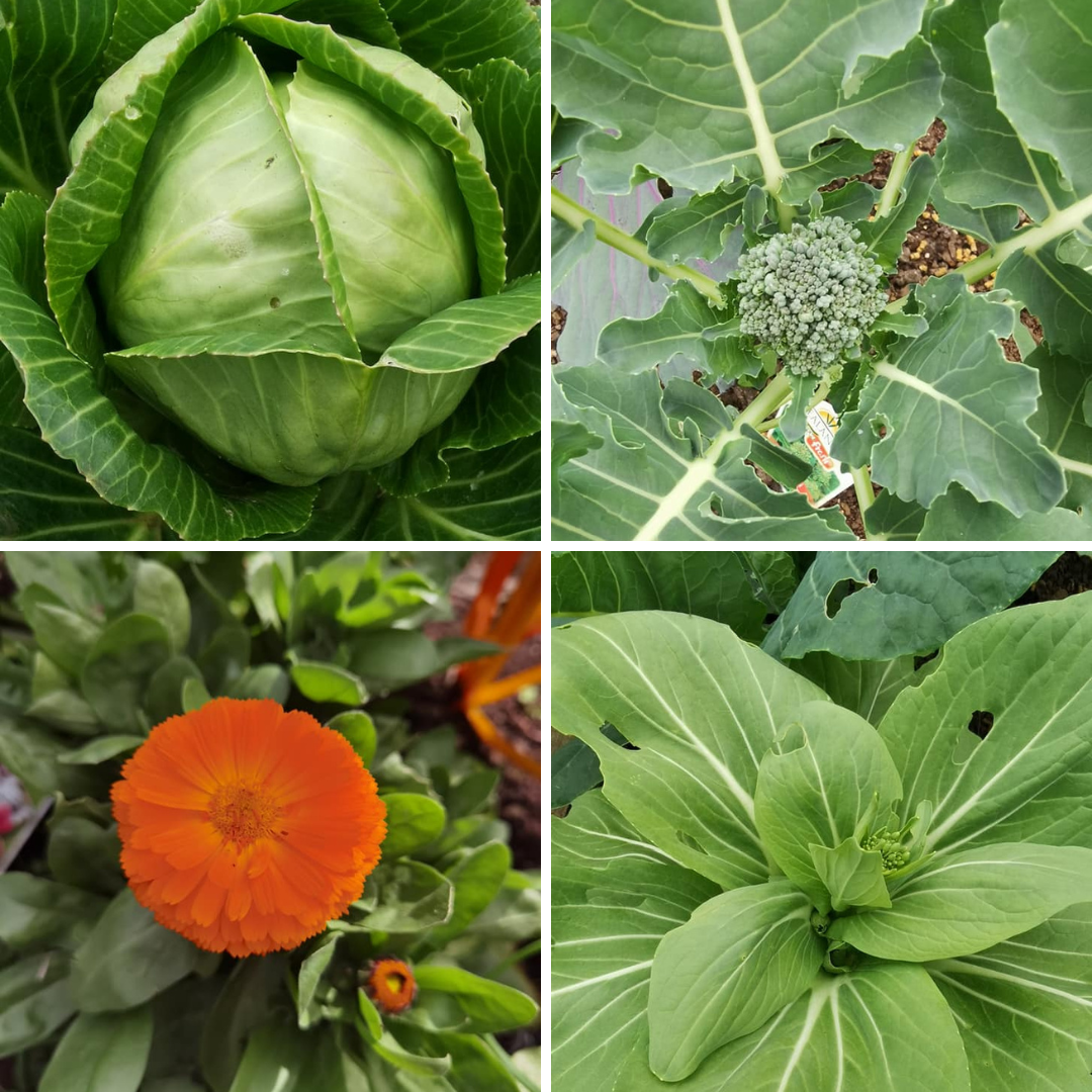 Brassicas on borrowed time