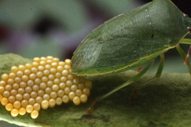 Friday Top Tips – Pests (again)