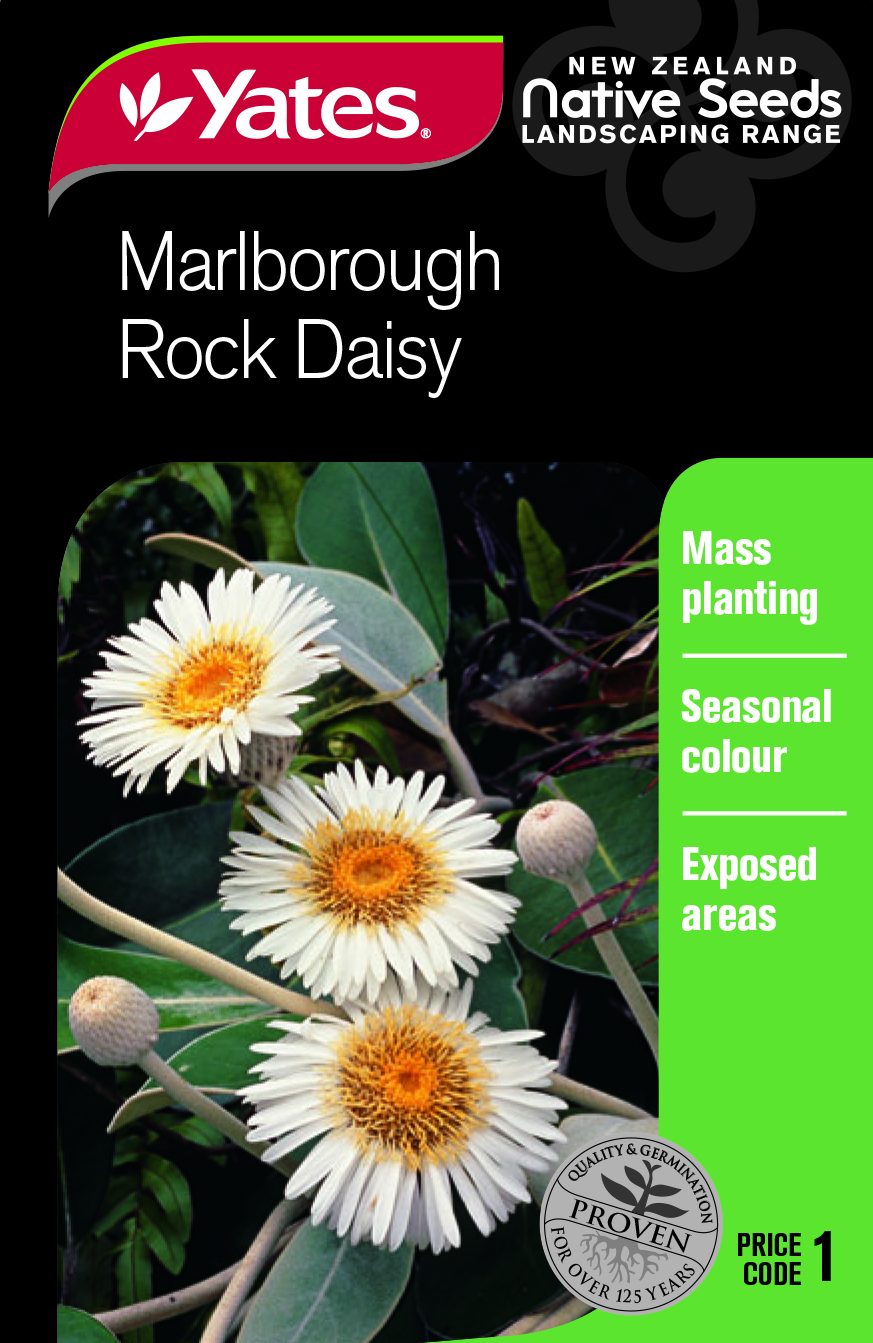 Marlborough Rock Daisy 