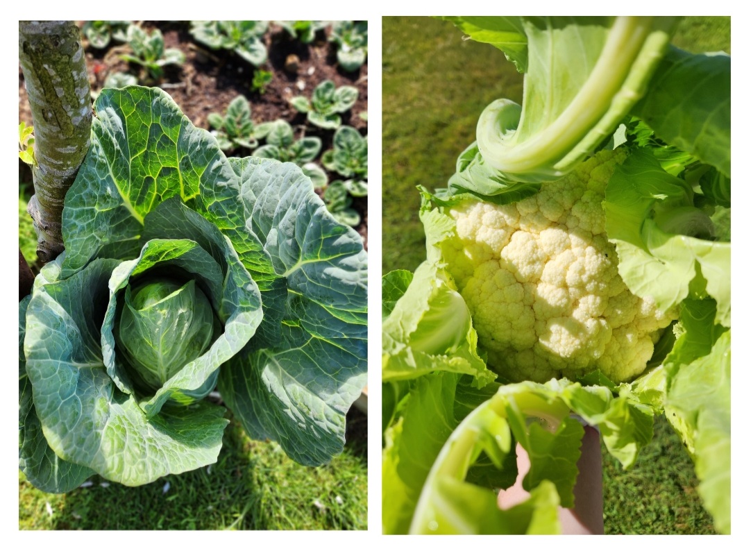 Garden Delivering the Goods