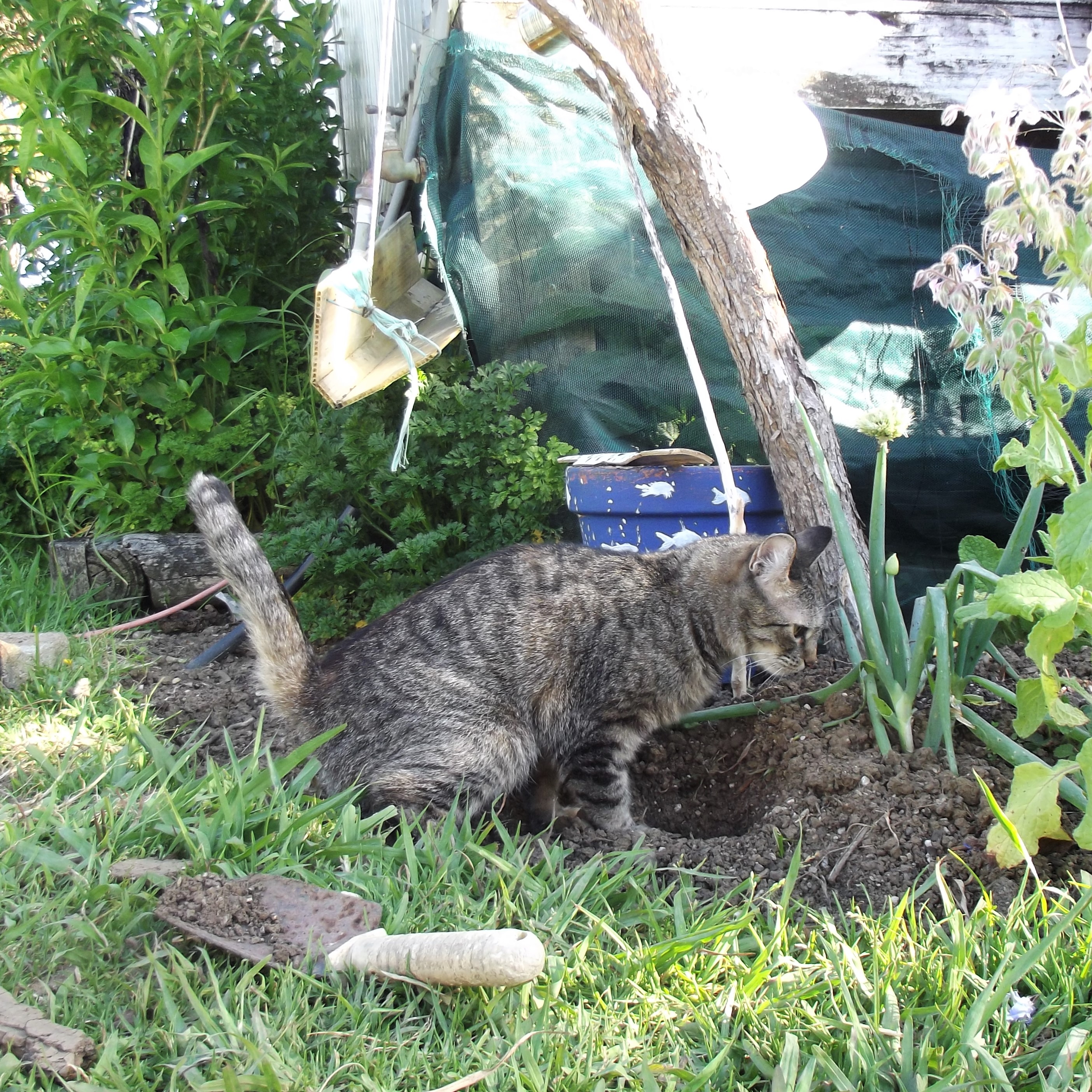 Watering in where the new seedlings are going...! haha so 'helpful'