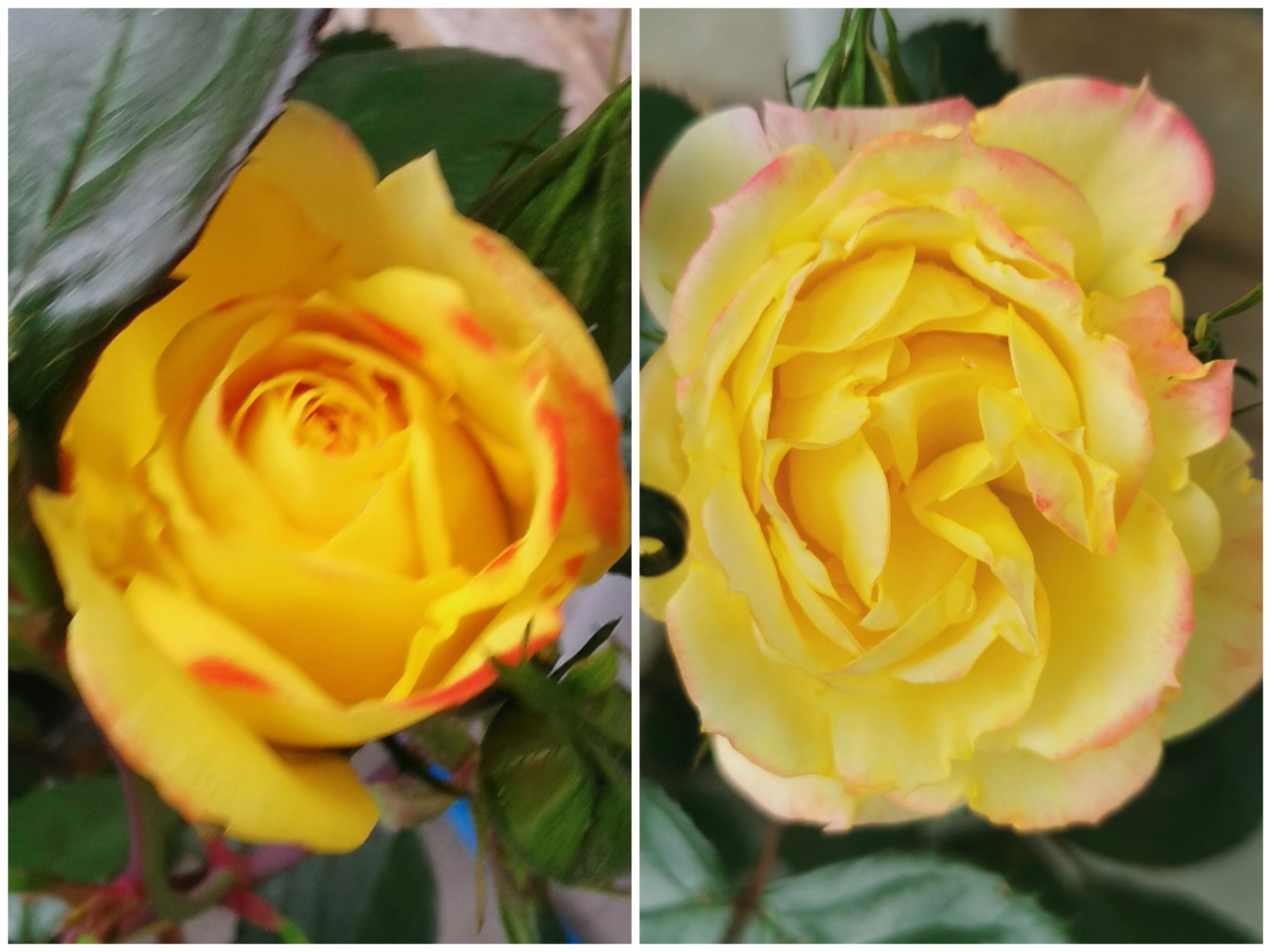 Chamelion changes is colour 1