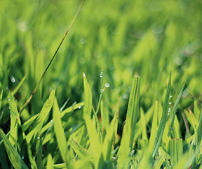 Prepare Your Lawn for Winter