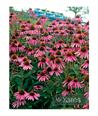 Echinacea Product