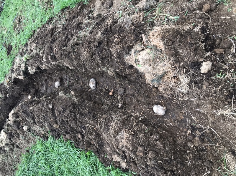 Finally planted those potatoes