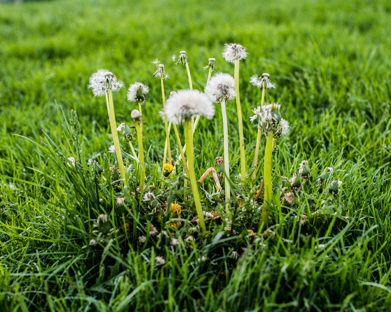Broadleaf Lawn Weeds