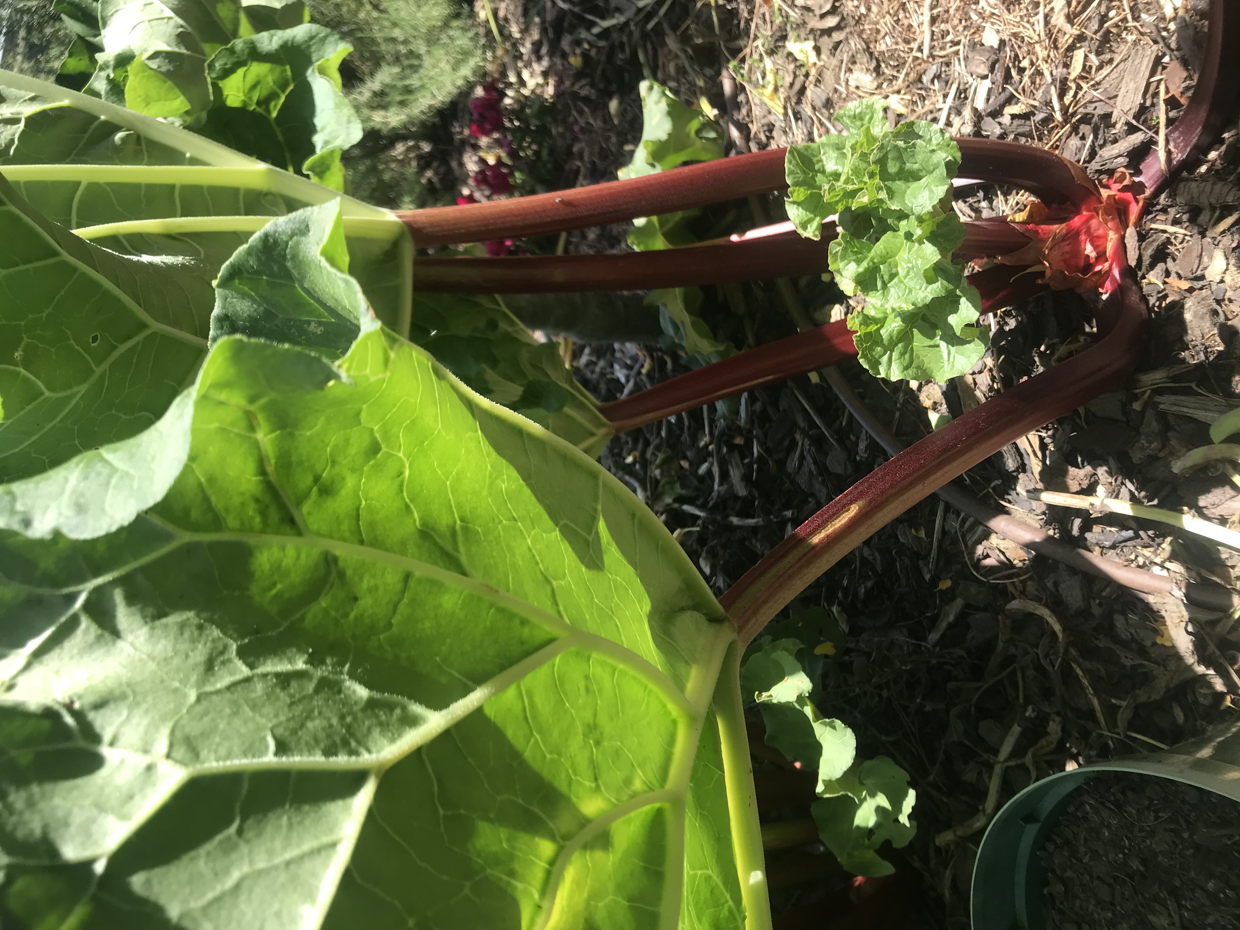 Rhubarb is so easy to grow. 