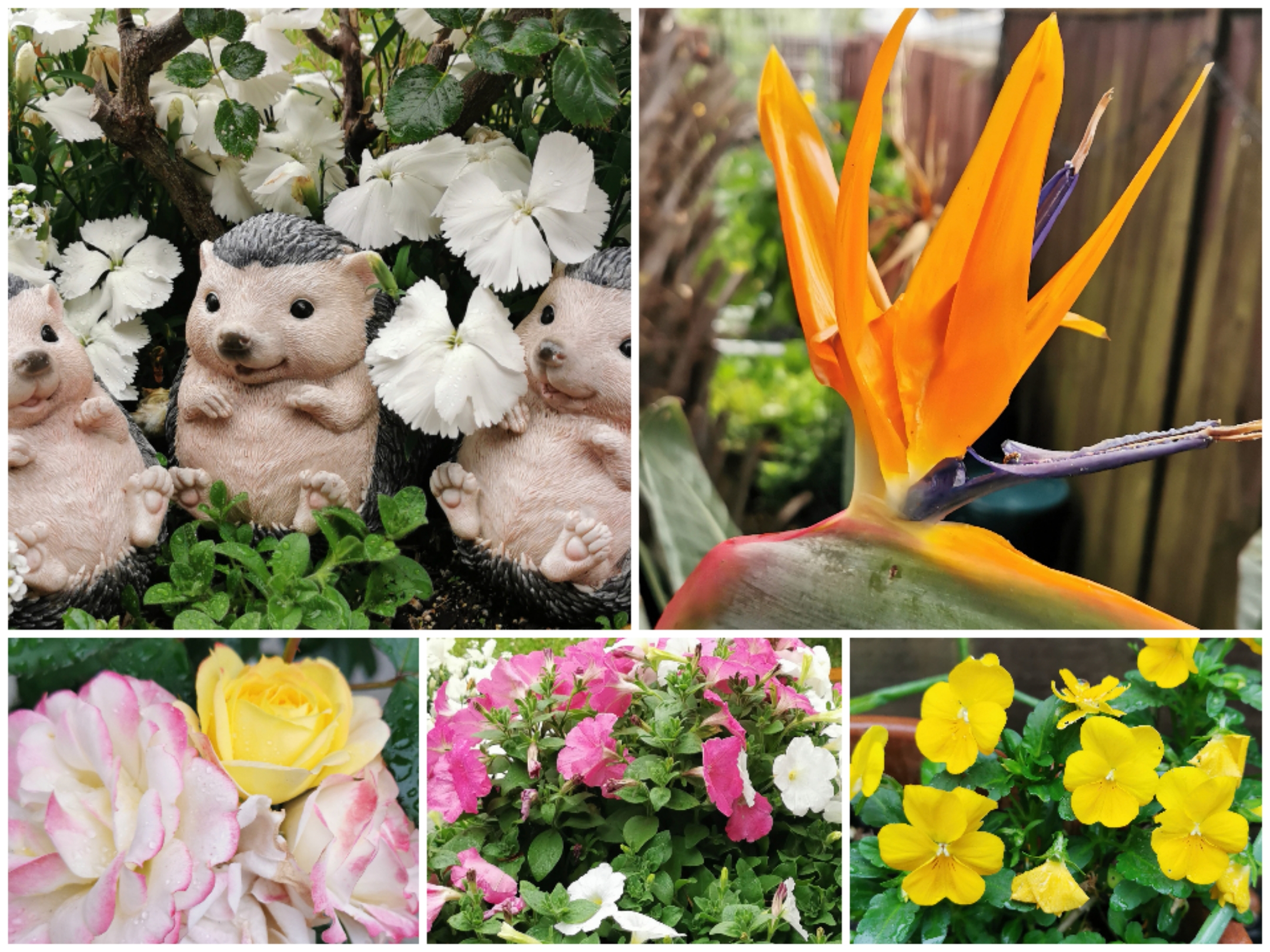 Flowers for November