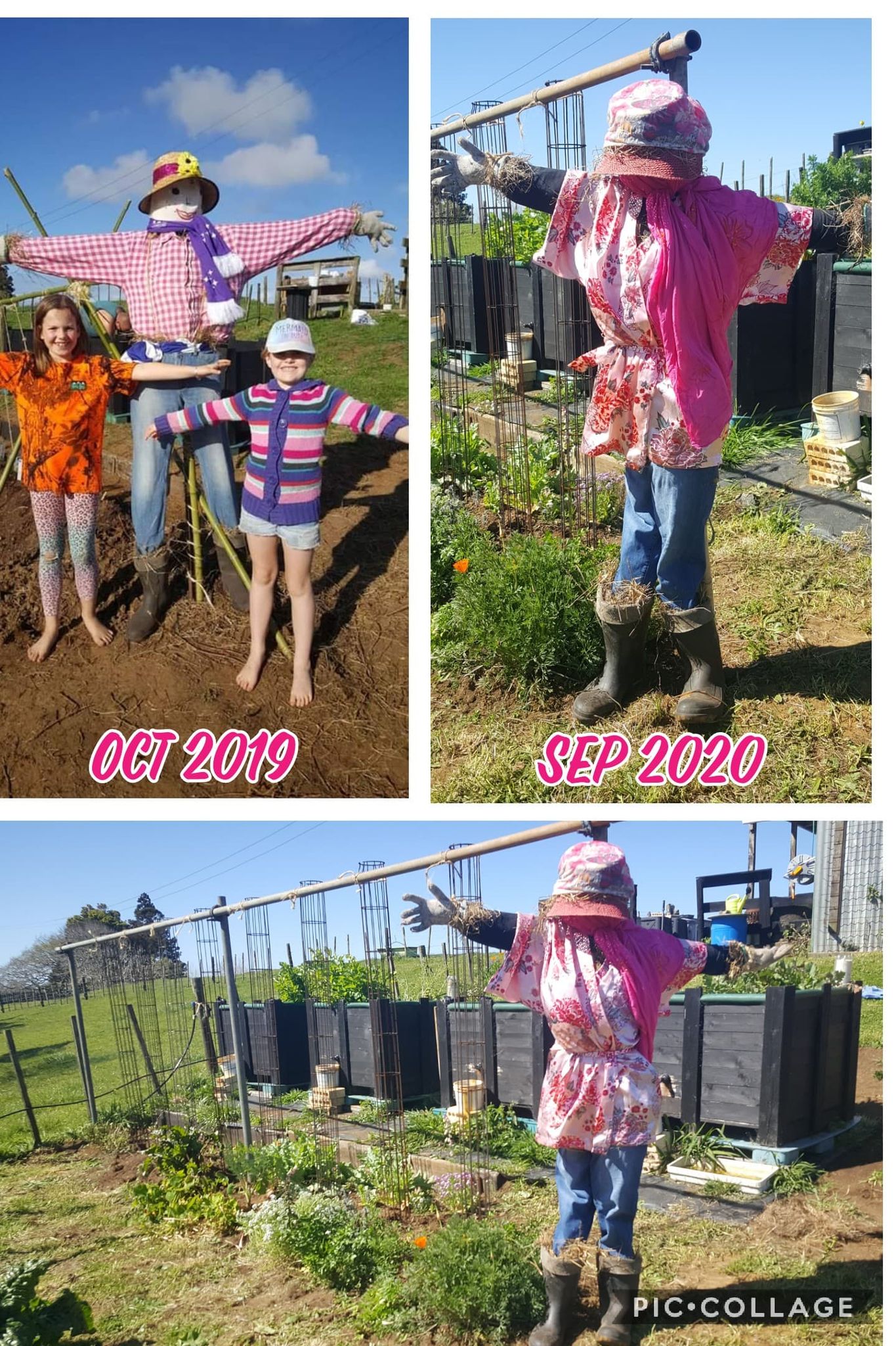 Daisy-Belle, Back at the helm