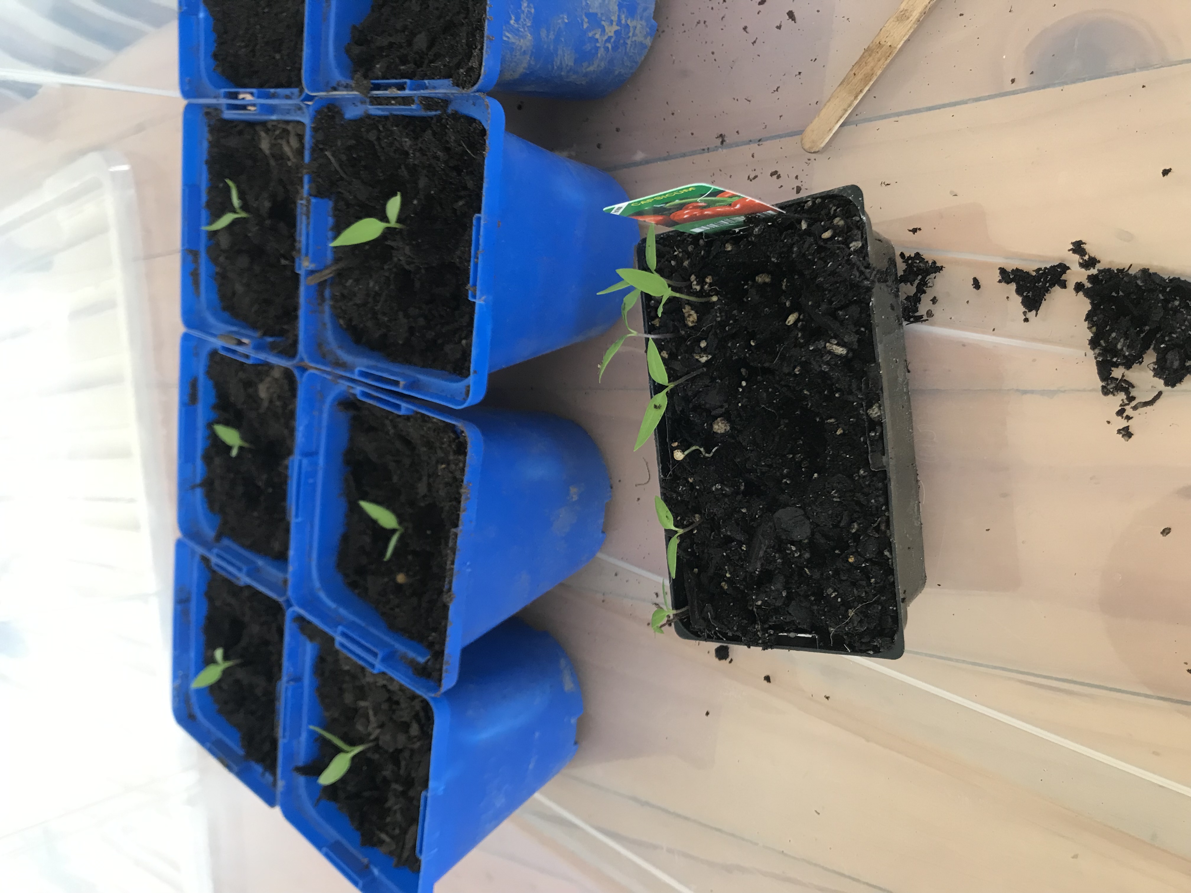 Pricking out my capsicum seedlings 