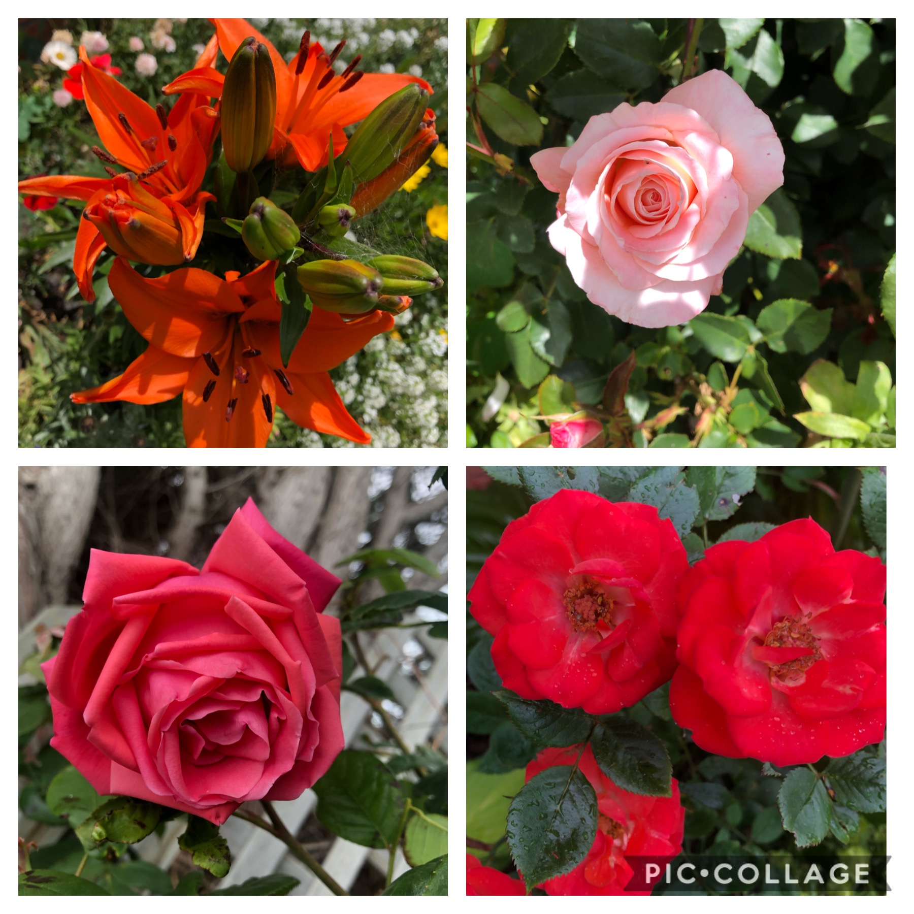 Pretties in the garden
