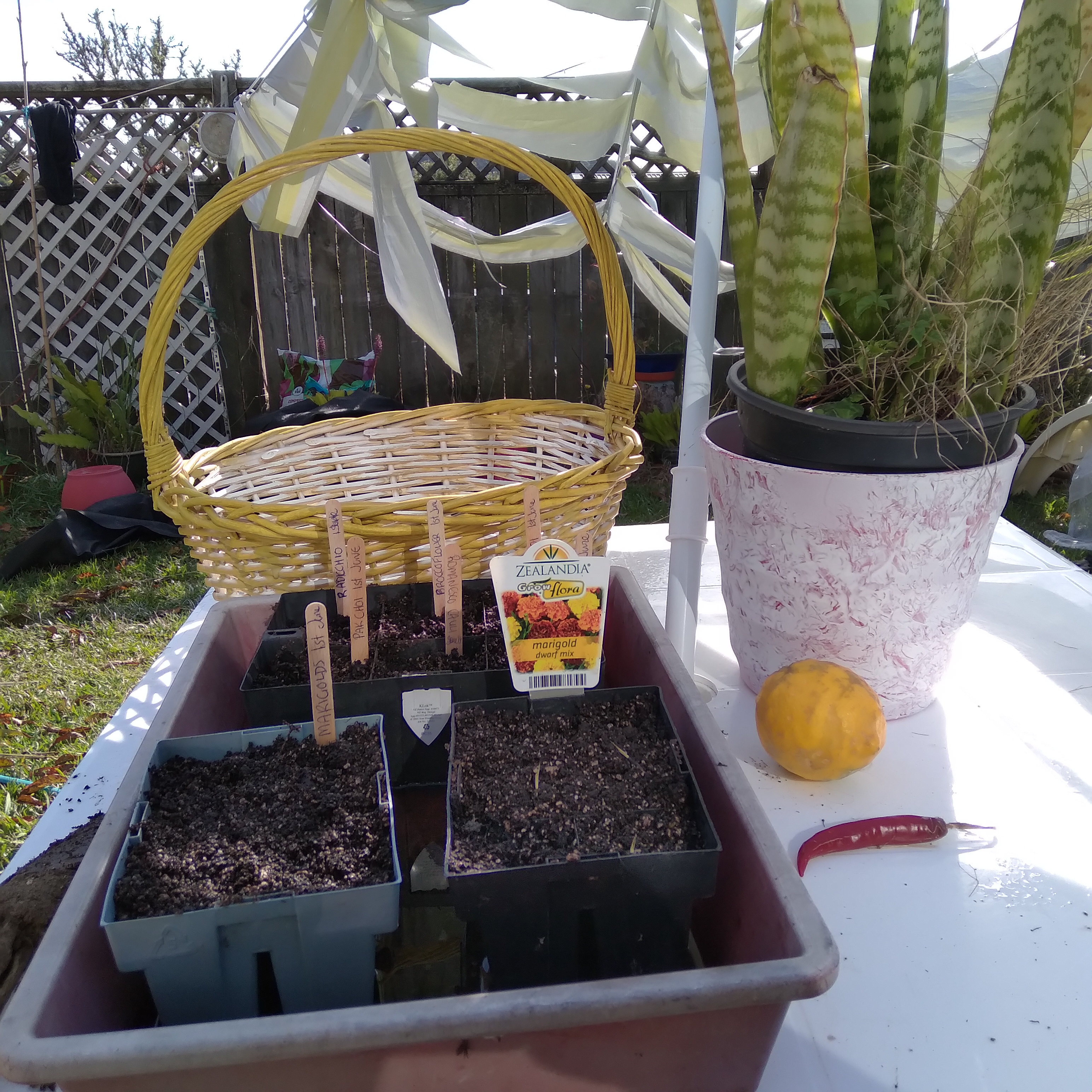 Day 4 Seed Sowing and Companion Planting...