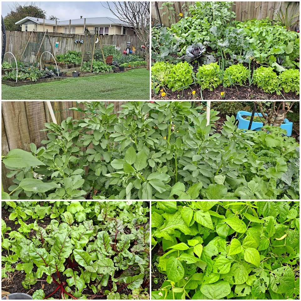 We are back - Northland Backyard Gardener