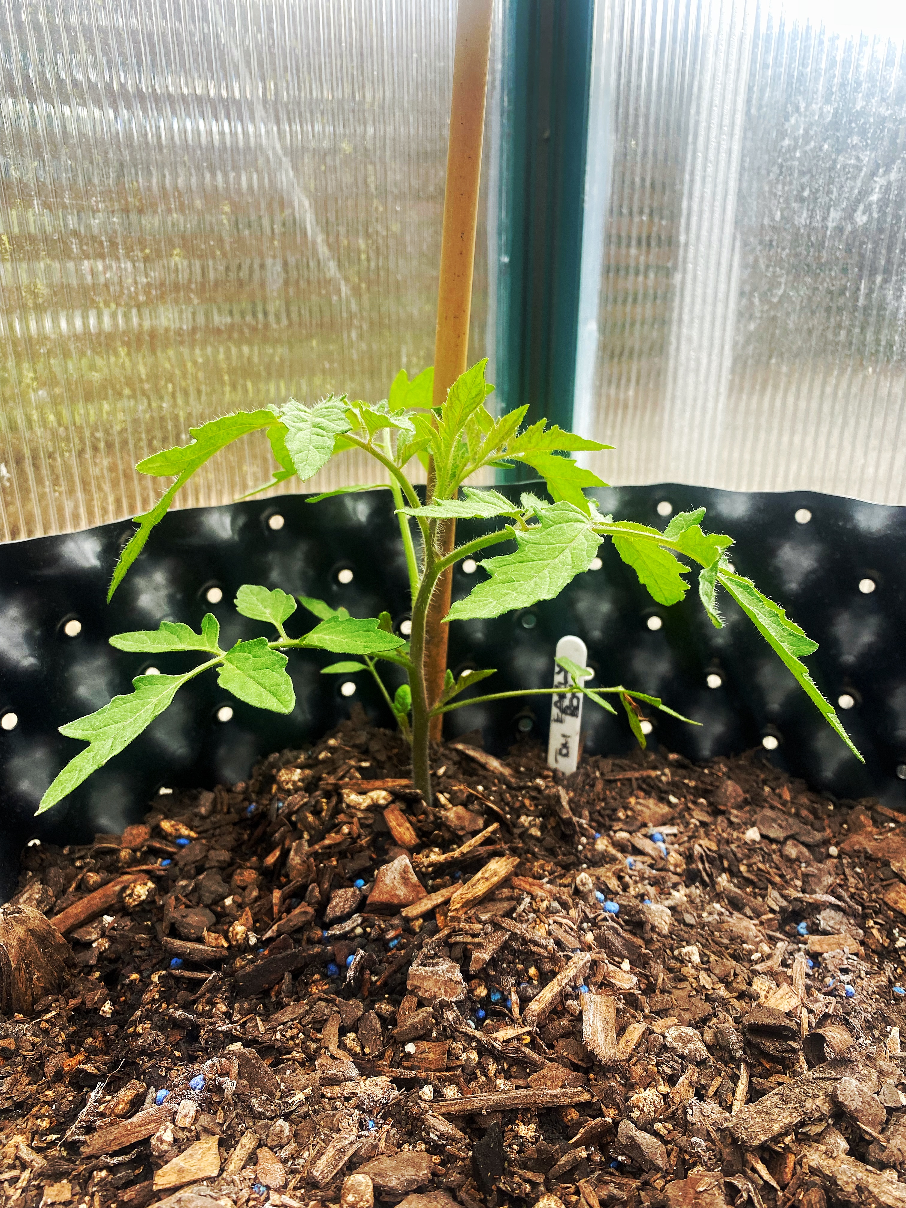 Well at least the Toms were tucked up