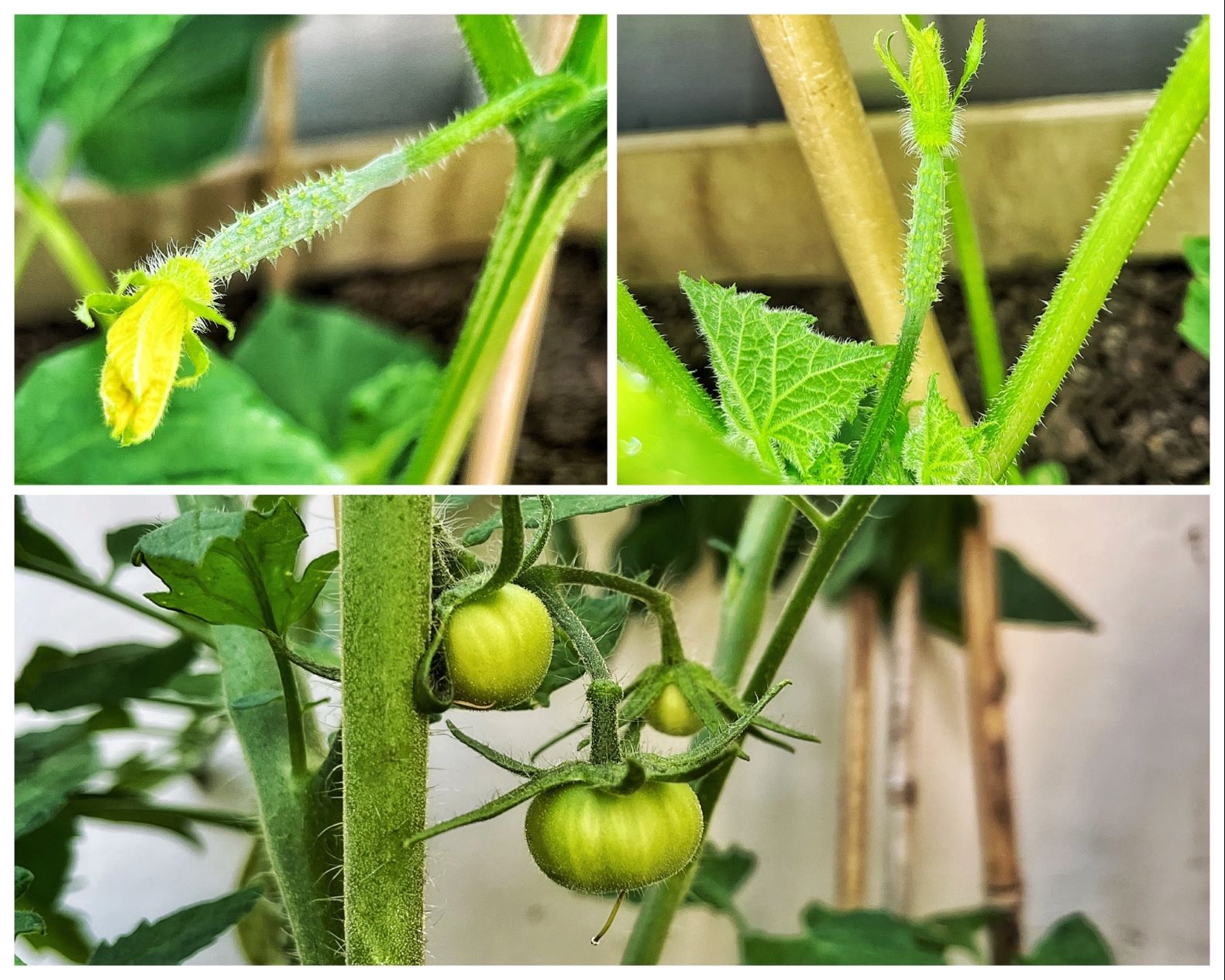 Game changing Glasshouse